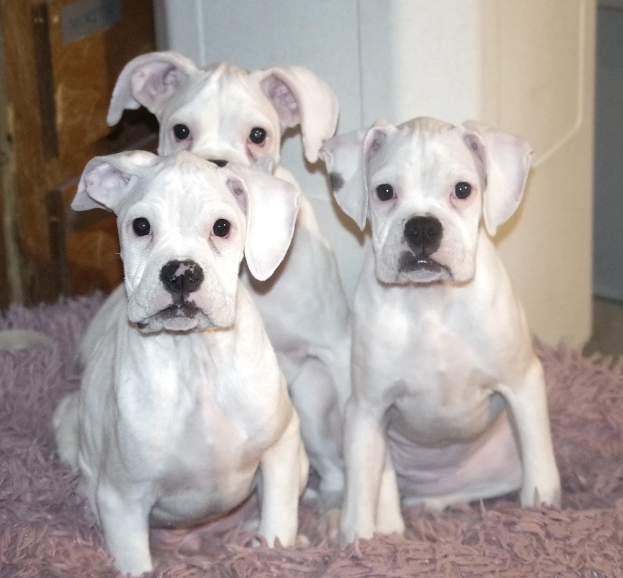 A baby unknown-sized female Boxer dog named SALT for adoption in Kuna, ID