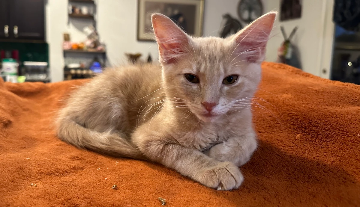 A young medium-sized male Golden American Shorthair cat named Pinot Grigio for adoption in Between, GA