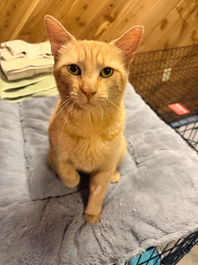 A young medium-sized female Mixed Breed cat named Summer for adoption in Romney, WV