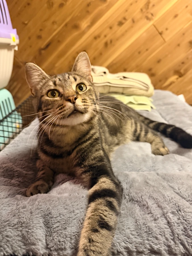 A young medium-sized male Mixed Breed cat named Roger for adoption in Romney, WV