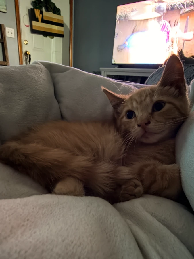 Ziggy