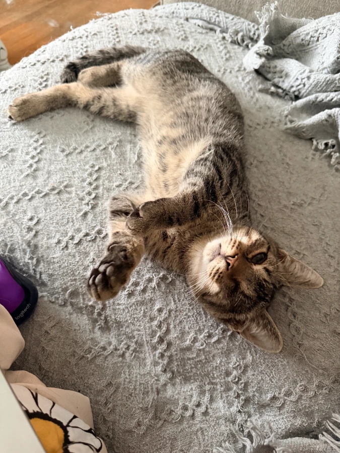 A baby small-sized male Domestic Short Hair cat named Lloyd for adoption in Romney, WV