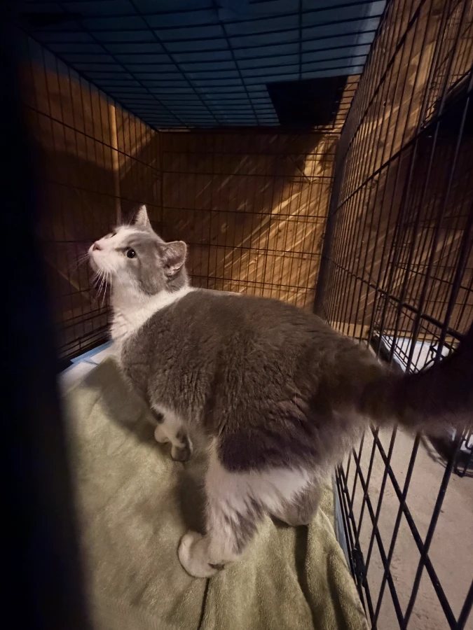 An adult large-sized male Mixed Breed cat named Joker for adoption in Romney, WV