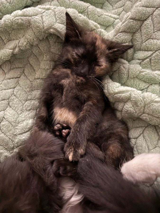 A baby small-sized female Domestic Short Hair cat named Trudy (Bonded With Kim) for adoption in Romney, WV