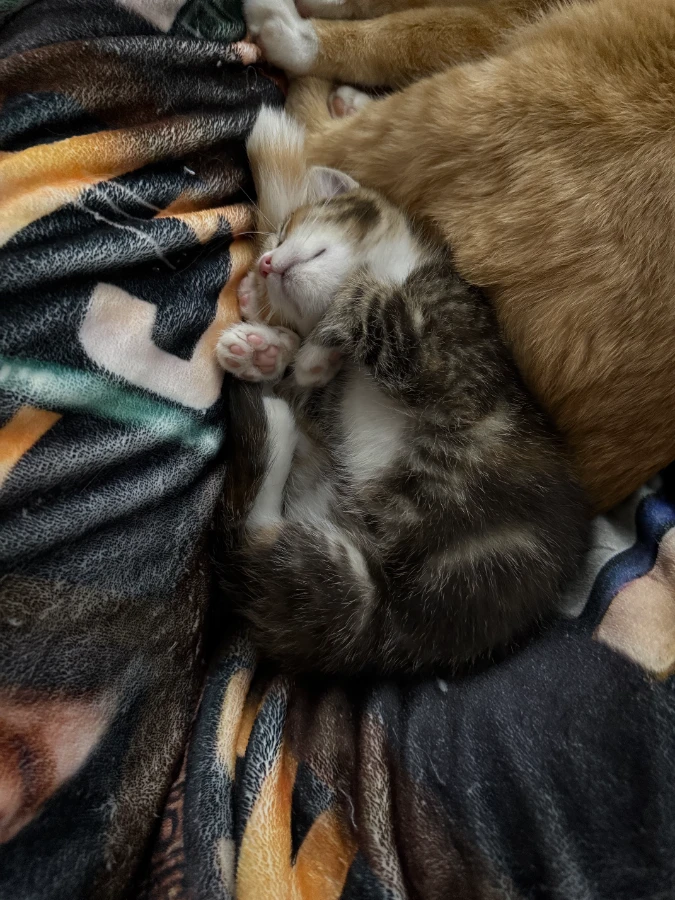 Kim (Bonded With Trudy) thumbnail 4