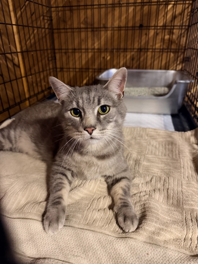 An adult large-sized male Mixed Breed cat named Sheldon for adoption in Romney, WV
