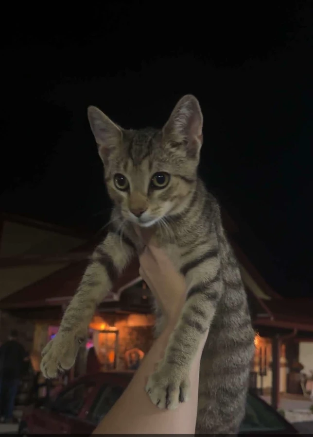 A young medium-sized male Domestic Short Hair cat named Owen for adoption in Romney, WV