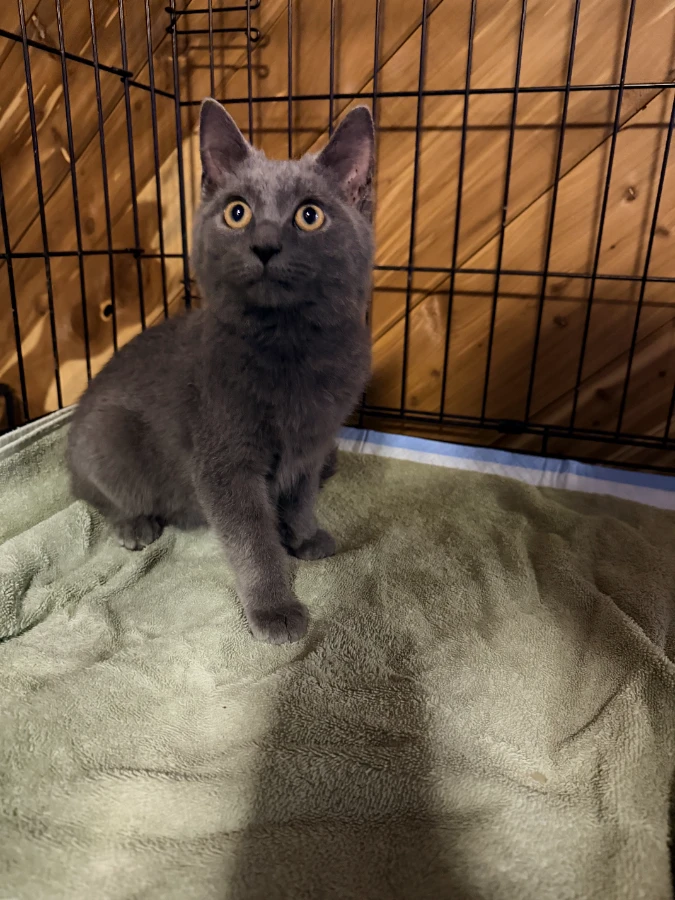 A baby small-sized male Domestic Short Hair cat named Ash for adoption in Romney, WV