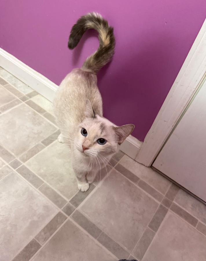 A young unknown-sized female Cream Domestic Short Hair cat named Marie for adoption in Romney, WV