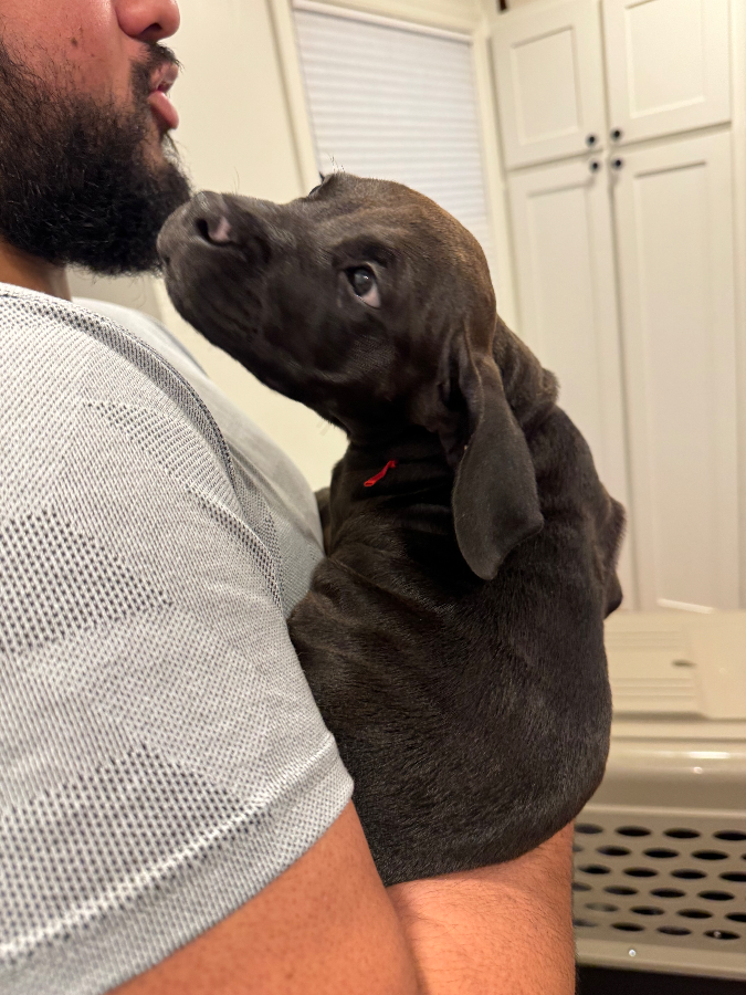 Hank thumbnail 2