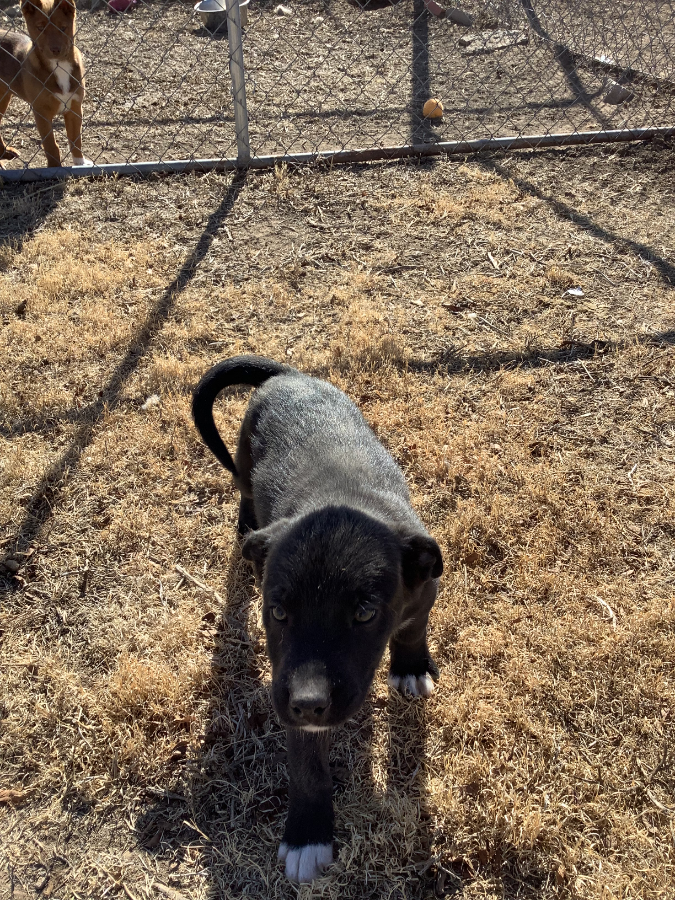 A baby small-sized male Black American Staffordshire Terrier dog named Maverick for adoption in Amarillo, TX