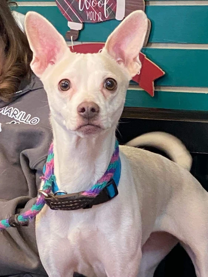 A senior small-sized female White / Cream Chihuahua dog named B.B. for adoption in Amarillo, TX