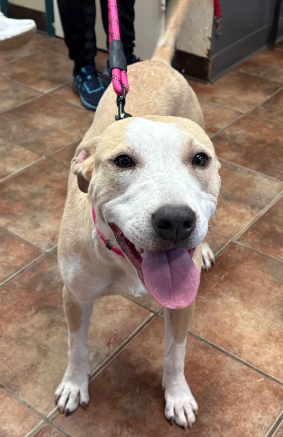 A young medium-sized female White / Cream Pit Bull Terrier dog named Paloma for adoption in Amarillo, TX