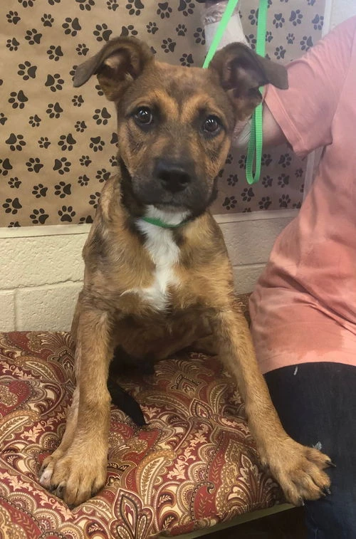 A young medium-sized male Black German Shepherd Dog named Rylan for adoption in Amarillo, TX