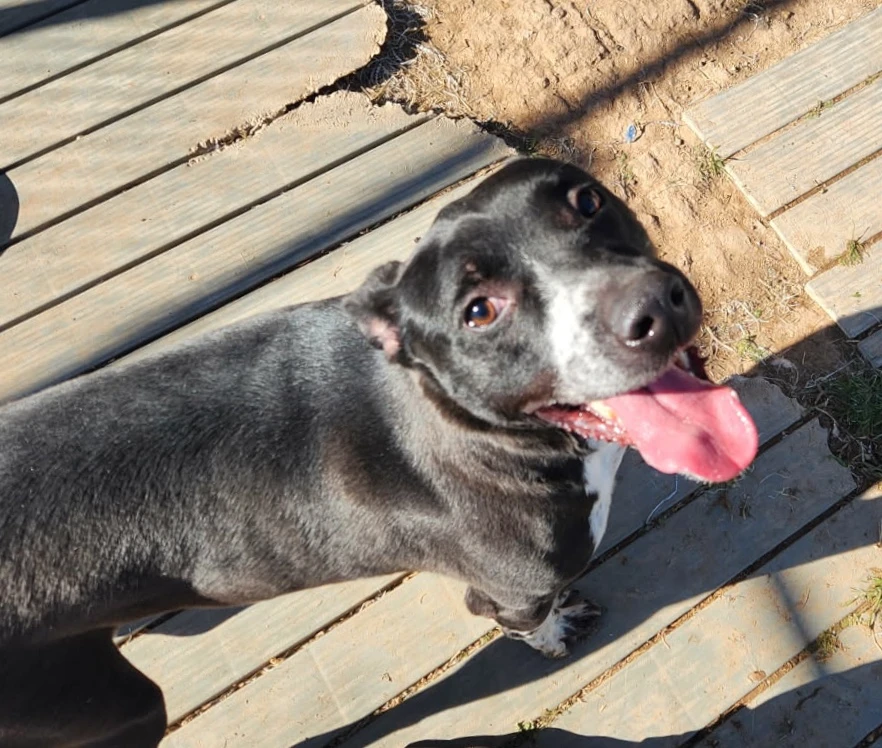An adult medium-sized male Black Labrador Retriever dog named Wellington for adoption in Amarillo, TX