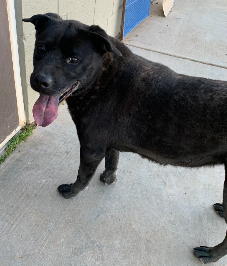 A senior medium-sized female Black Labrador Retriever dog named Delilah for adoption in Amarillo, TX