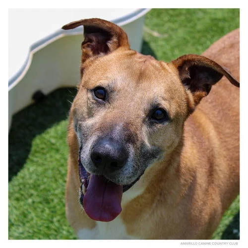 An adult large-sized male Black German Shepherd Dog named Capone for adoption in Amarillo, TX