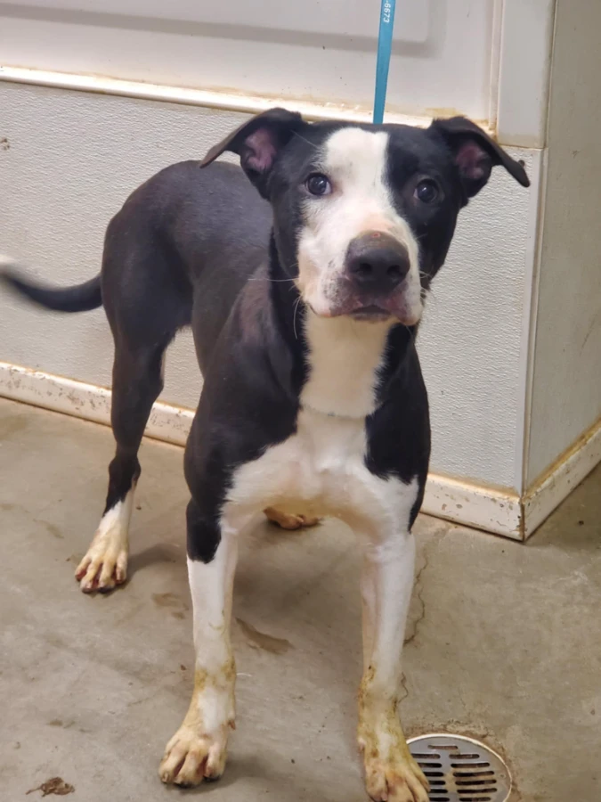 A young medium-sized male Black Labrador Retriever dog named Simon for adoption in Amarillo, TX