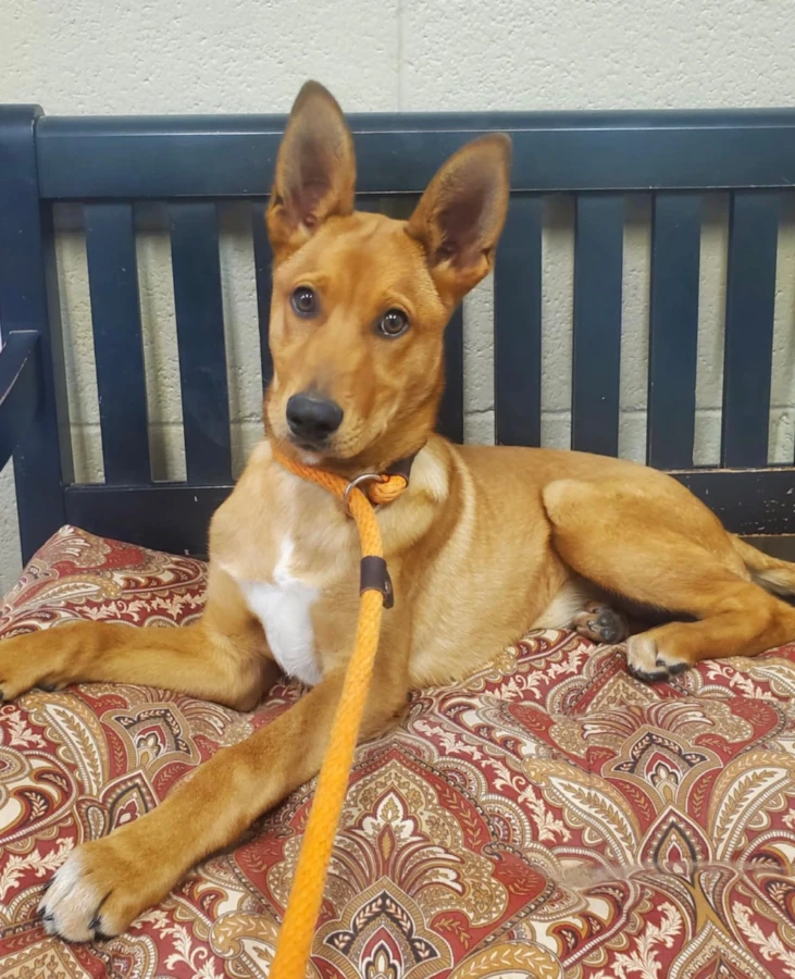 A young medium-sized female Brown / Chocolate Portuguese Podengo dog named Topper for adoption in Amarillo, TX