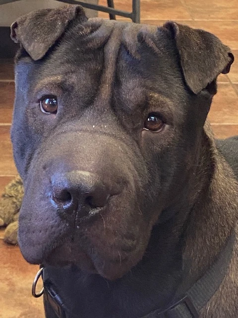 An adult large-sized male Brown / Chocolate Shar-Pei dog named Bear for adoption in Amarillo, TX