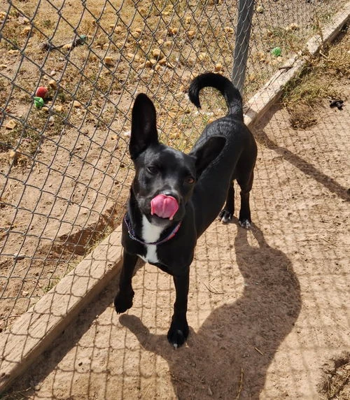 A young medium-sized female Black Shepherd dog named Willow for adoption in Amarillo, TX