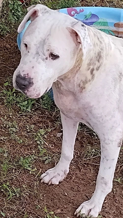 An adult medium-sized female White / Cream Boxer dog named Xena for adoption in Amarillo, TX