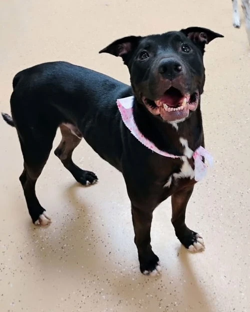 An adult large-sized male Black Labrador Retriever dog named Mr. Heart for adoption in Amarillo, TX