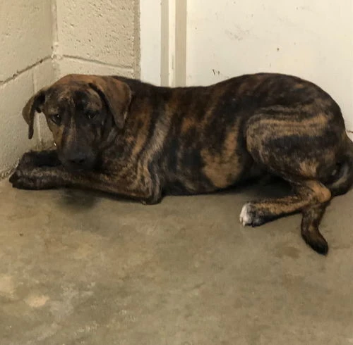 A young medium-sized male Brindle Shepherd dog named Kriss for adoption in Amarillo, TX