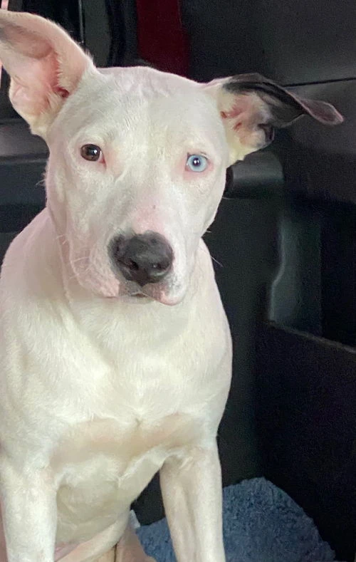 A young medium-sized female White / Cream Labrador Retriever dog named Paige for adoption in Amarillo, TX