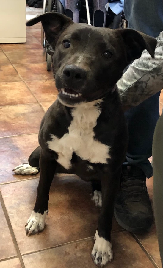 An adult medium-sized female Black Labrador Retriever dog named Raven for adoption in Amarillo, TX