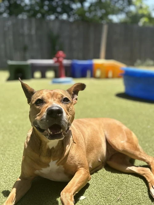 An adult large-sized female Brown / Chocolate Pit Bull Terrier dog named Old Dog Cookie for adoption in Amarillo, TX