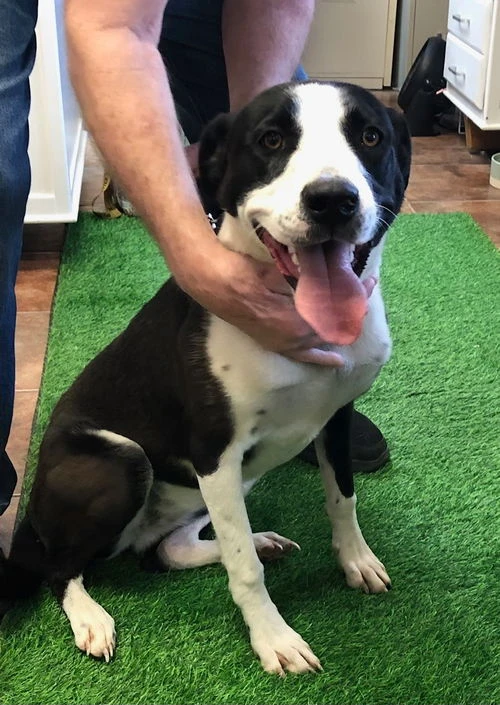 A young medium-sized female Black Border Collie dog named Cookie for adoption in Amarillo, TX