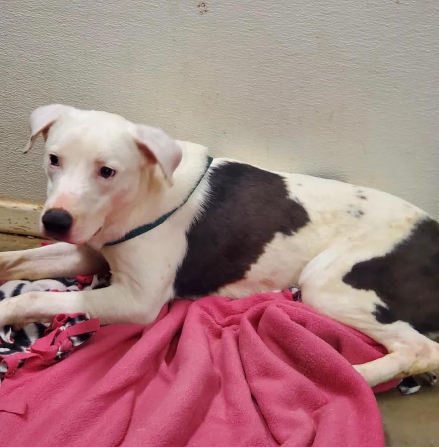 An adult medium-sized male Black Labrador Retriever dog named Miles for adoption in Amarillo, TX