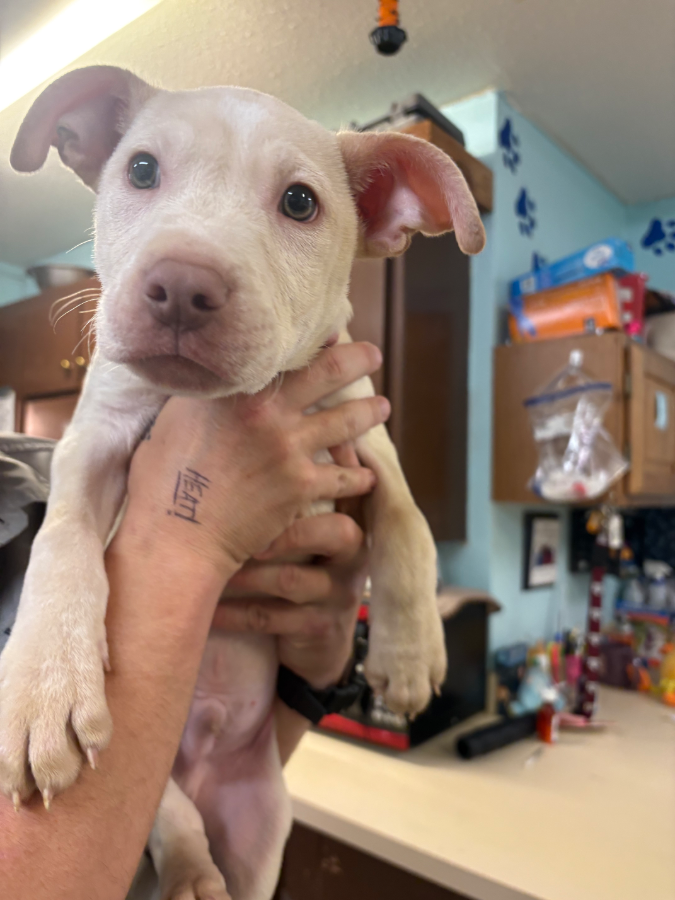 A baby medium-sized female White / Cream Labrador Retriever dog named Sawyer for adoption in Amarillo, TX