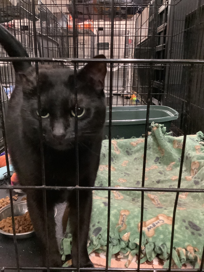 An adult medium-sized female Black Domestic Short Hair cat named Voodoo for adoption in Amarillo, TX