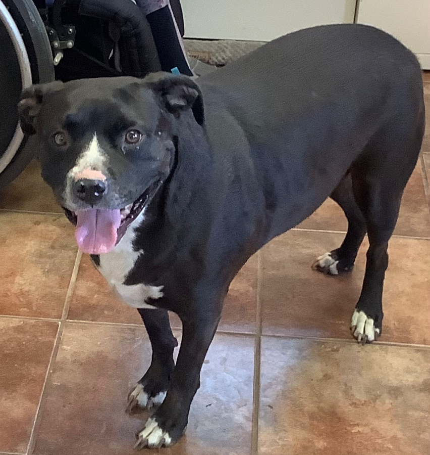 An adult large-sized male Black Boxer dog named Arlo for adoption in Amarillo, TX