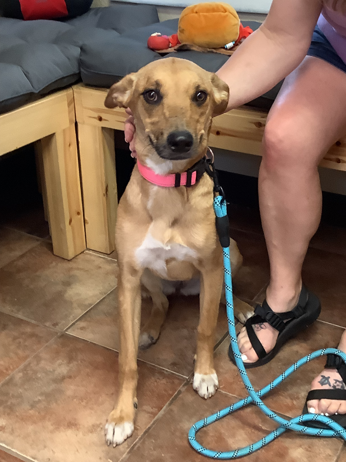 A baby medium-sized female Yellow / Tan / Blond / Fawn German Shepherd Dog named Winnie for adoption in Amarillo, TX