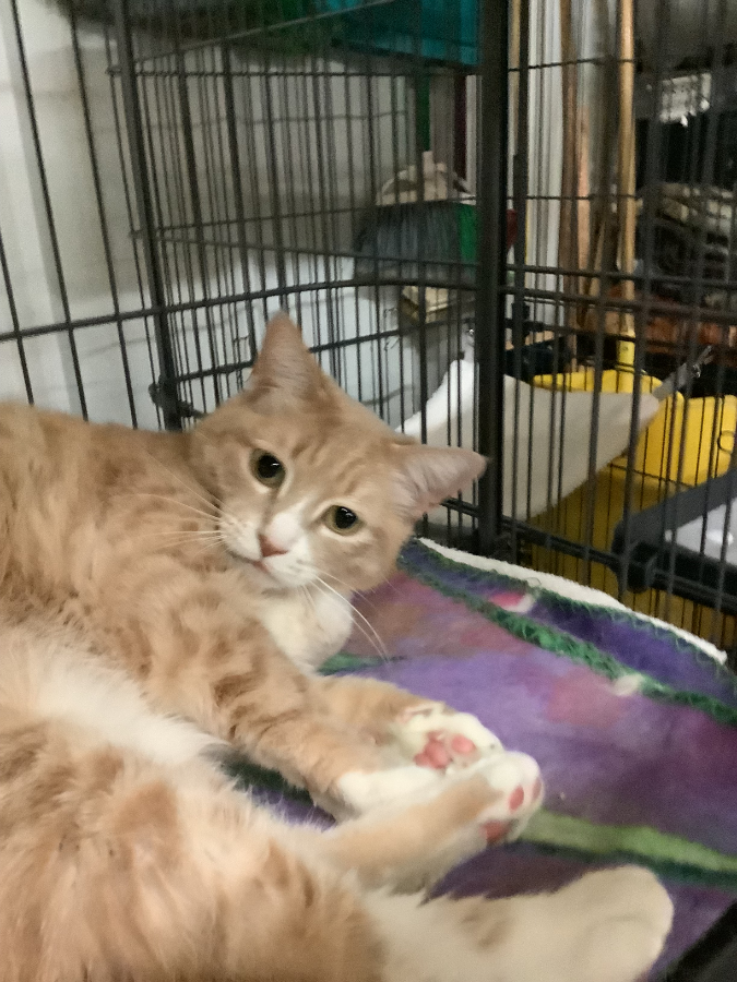An adult medium-sized female Tabby (Orange / Red) Domestic Short Hair cat named Ripley for adoption in Amarillo, TX