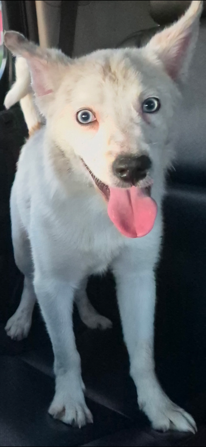 An adult medium-sized male White / Cream Australian Terrier dog named Orion for adoption in Amarillo, TX