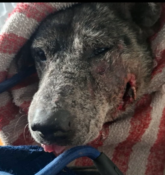 Bruiser