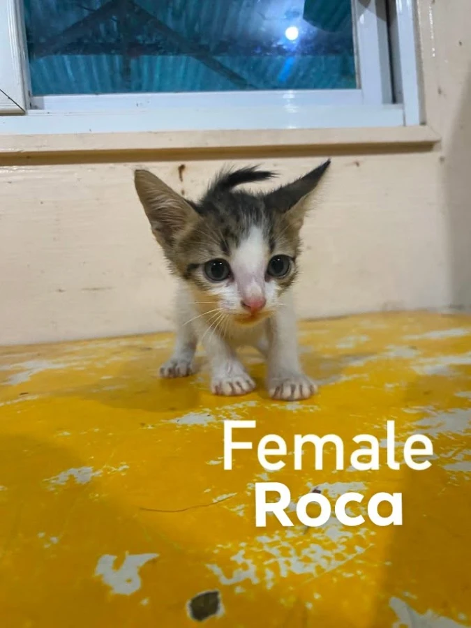 Roca