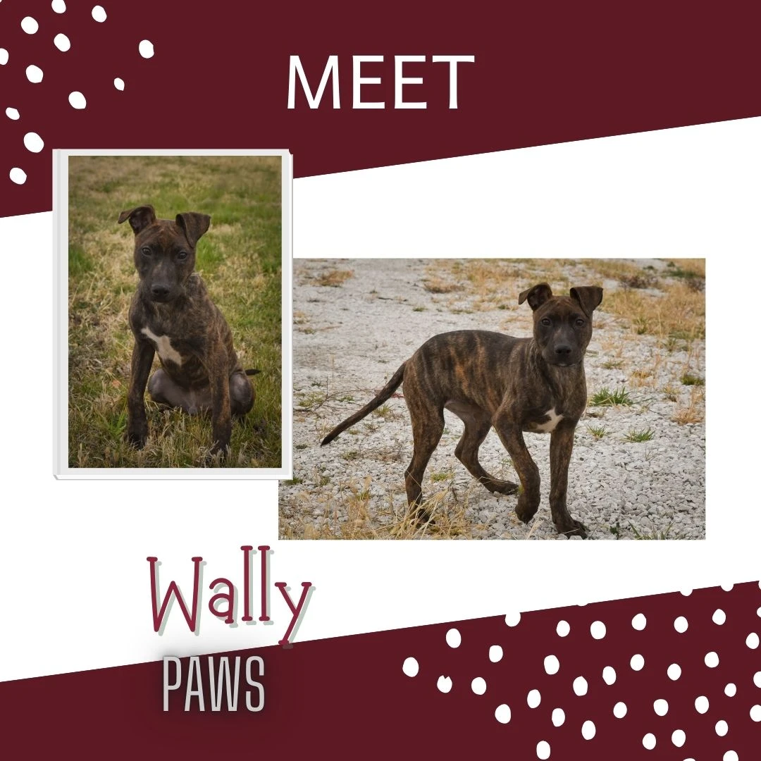 A young medium-sized male Mixed dog named Wally for adoption in Jefferson, IA