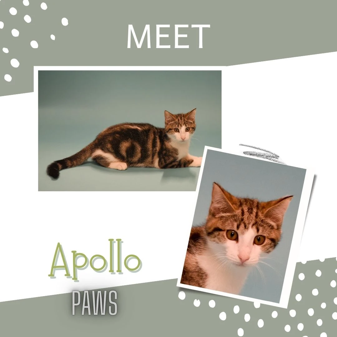 Apollo