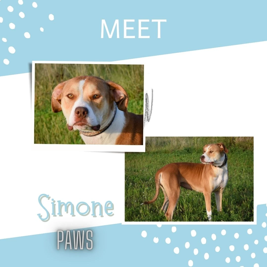 An adult medium-sized female Bicolor Mixed dog named Simone for adoption in Jefferson, IA