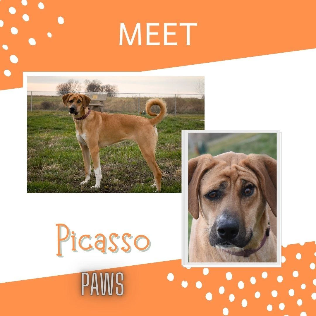 A young large-sized female Fawn Great Pyrenees dog named Picasso for adoption in Jefferson, IA