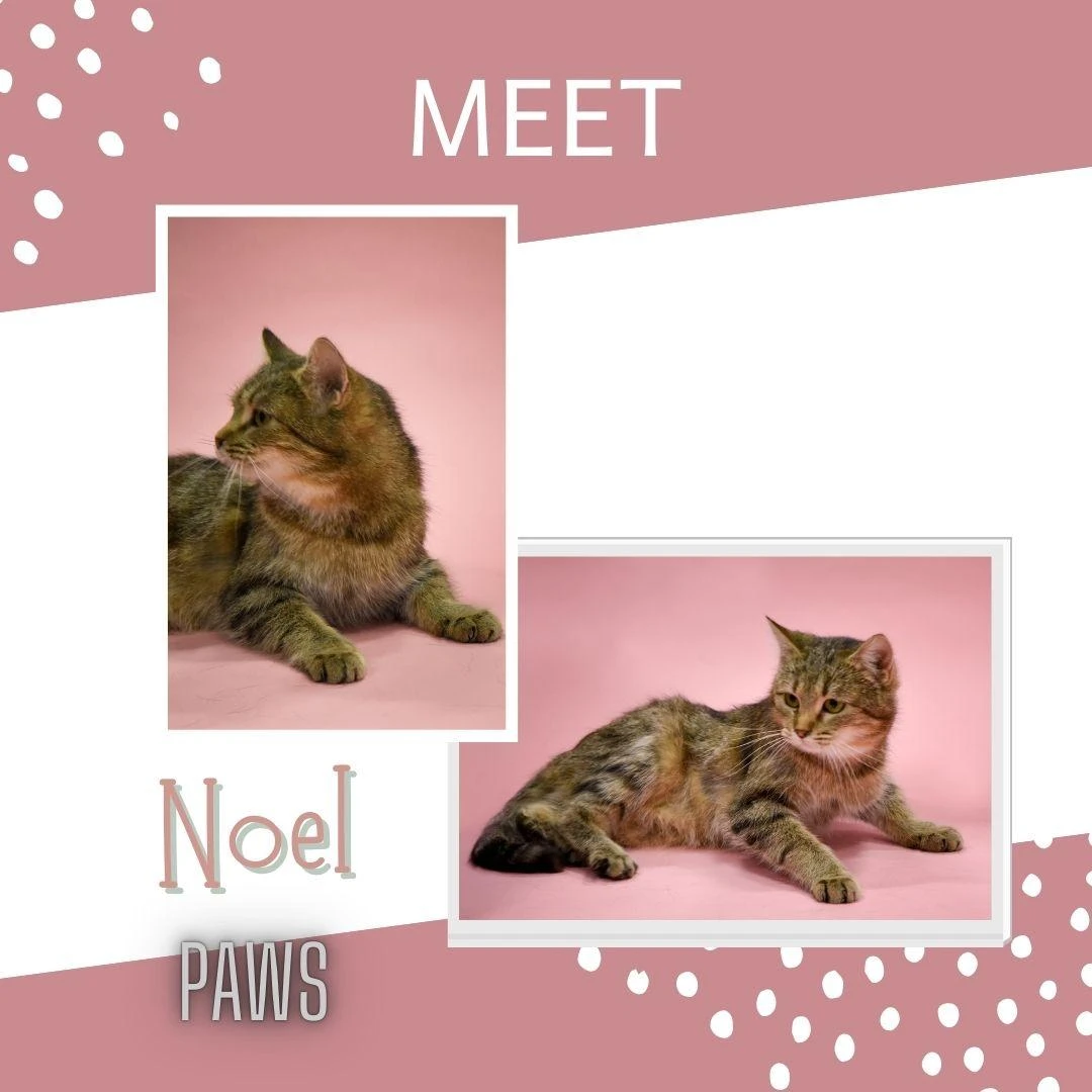 Noel