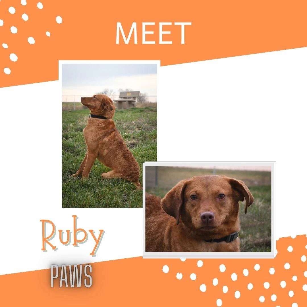 An adult medium-sized female Golden Retriever dog named Ruby for adoption in Jefferson, IA