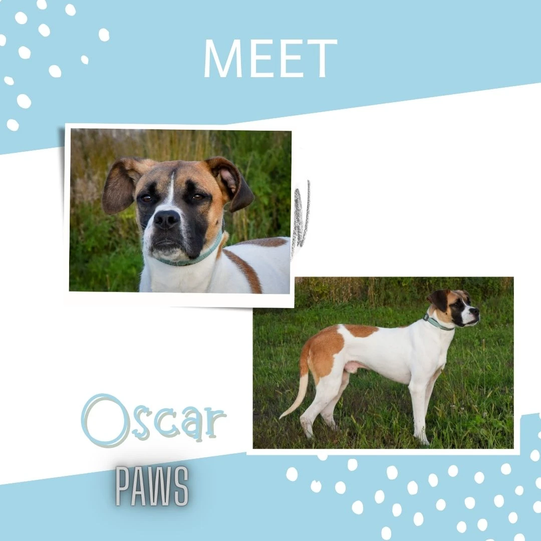 A young medium-sized male Tricolor Boxer dog named Oscar for adoption in Jefferson, IA