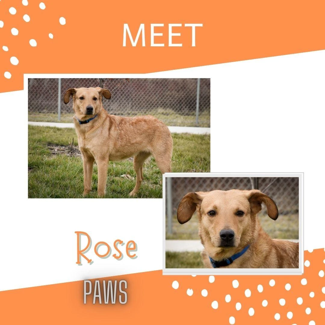 An adult medium-sized female Golden Retriever dog named Rose for adoption in Jefferson, IA