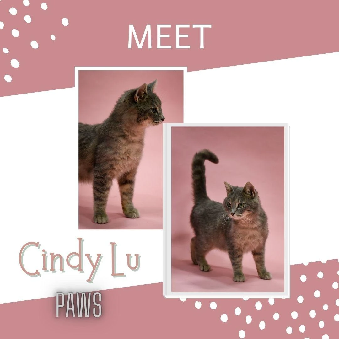 Cindy Lu